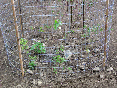 Plants protected by cage